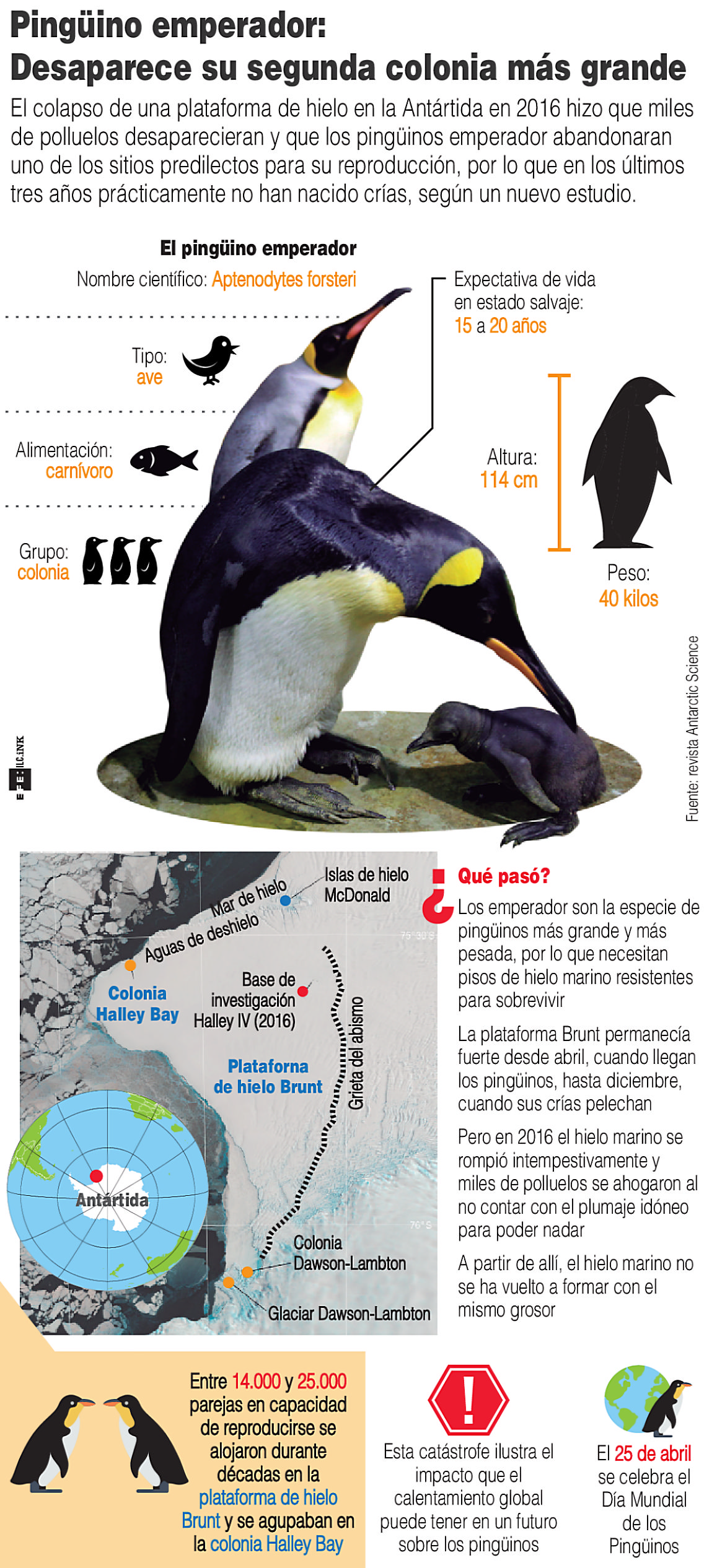 La Segunda Colonia Mas Grande Del Pinguino Emperador Ha Desaparecido