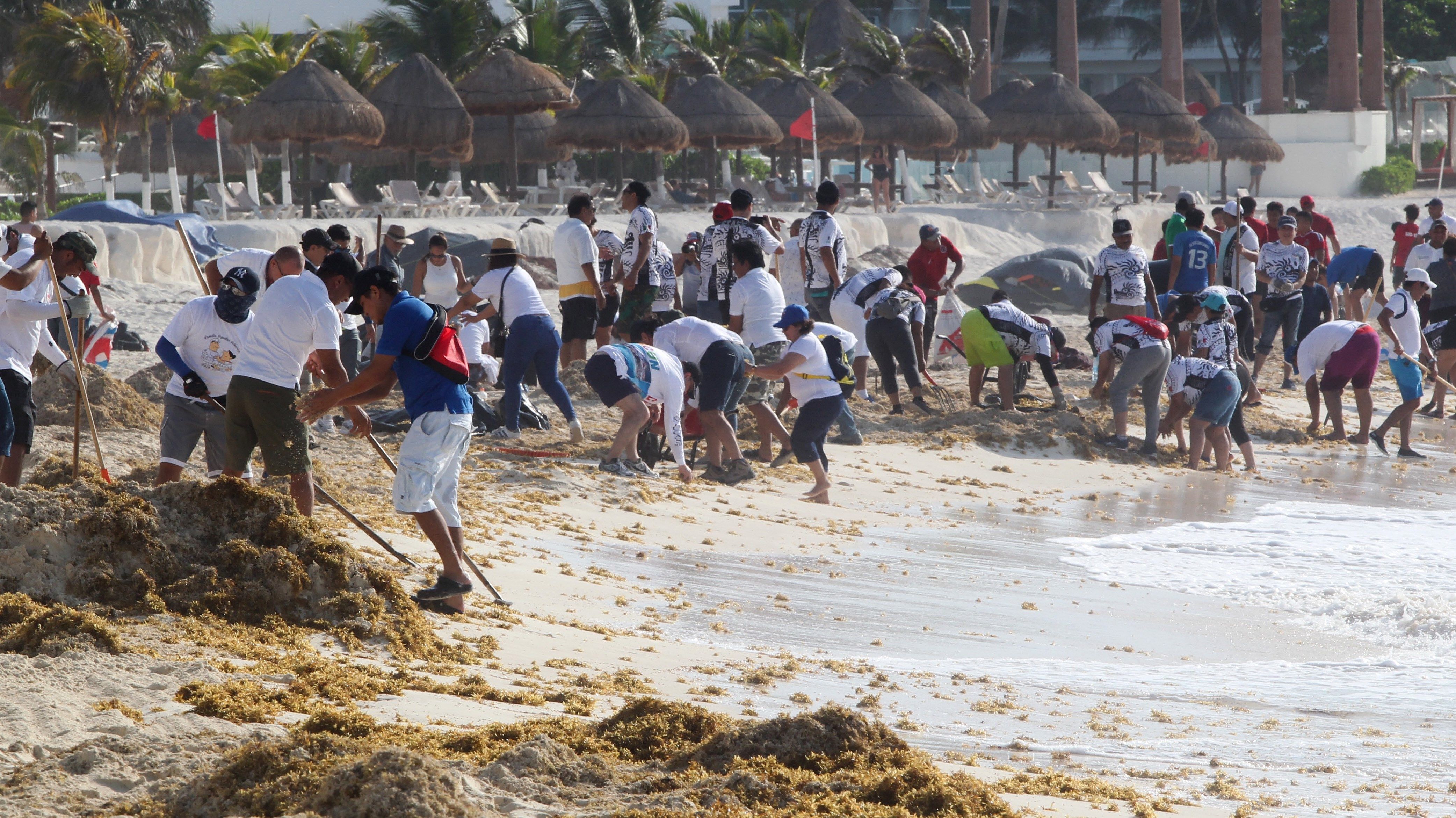 Personas limpian de sargazo la playa