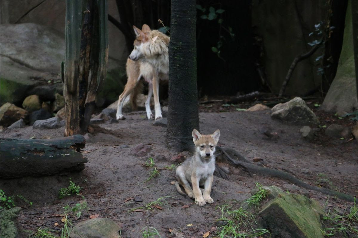 Hay 112 lobos mexicanos en los zoológicos del país