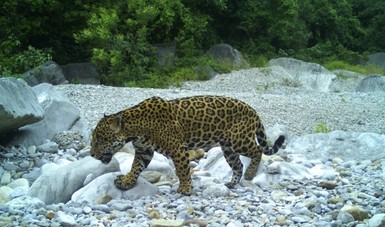 Jaguar 