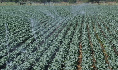 Riego de un cultivo