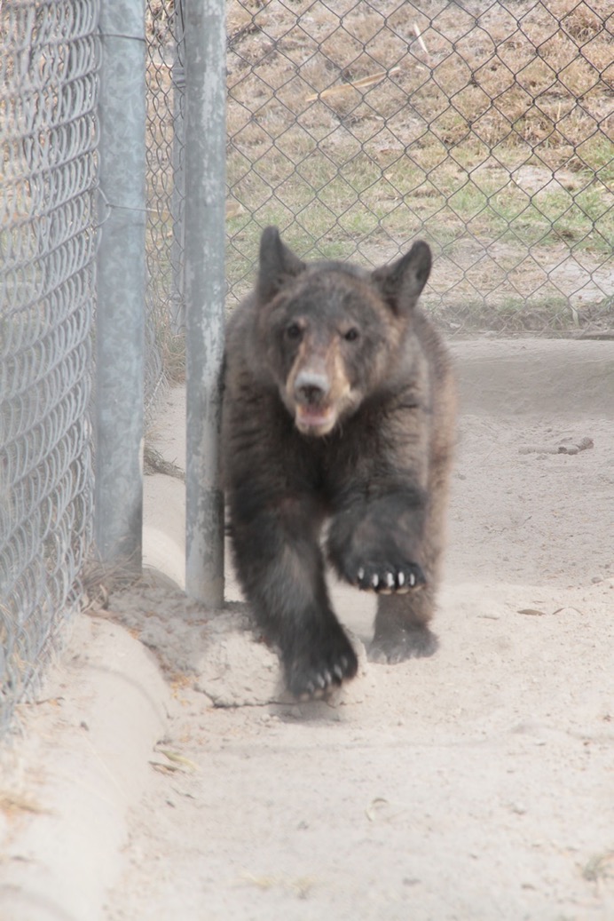 Oso negro