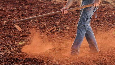 Invitan a la Feria del Maíz y la Milpa: Nuestro maíz, nuestro país