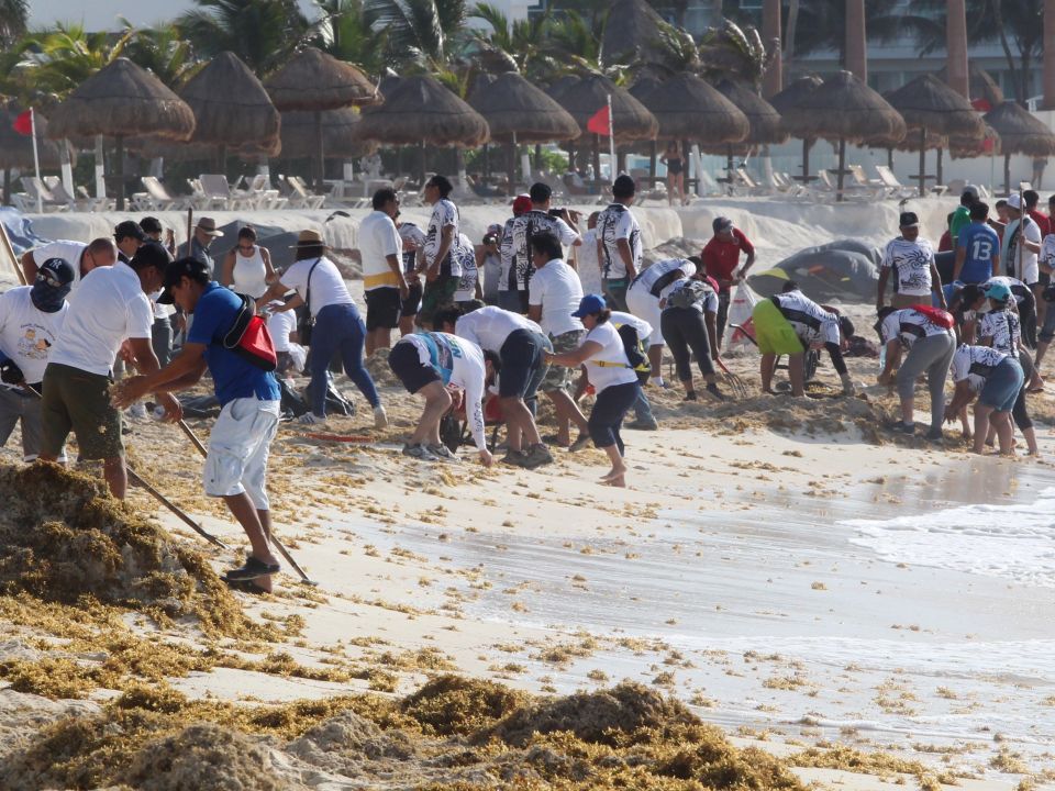 Personas limpian de sargazo la playa