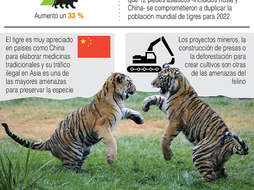 Infografía. Tigre