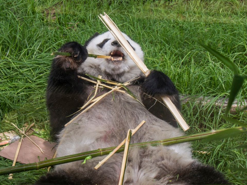 Panda