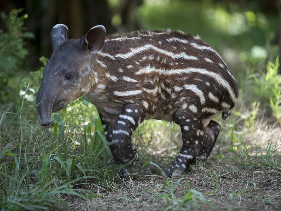 Tapir