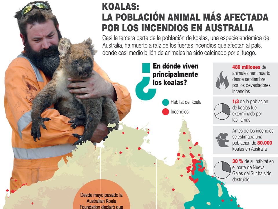 Infografía Koalas