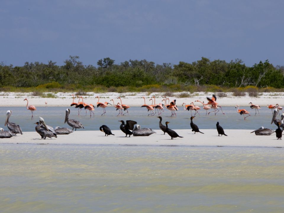 Aves en Holbox