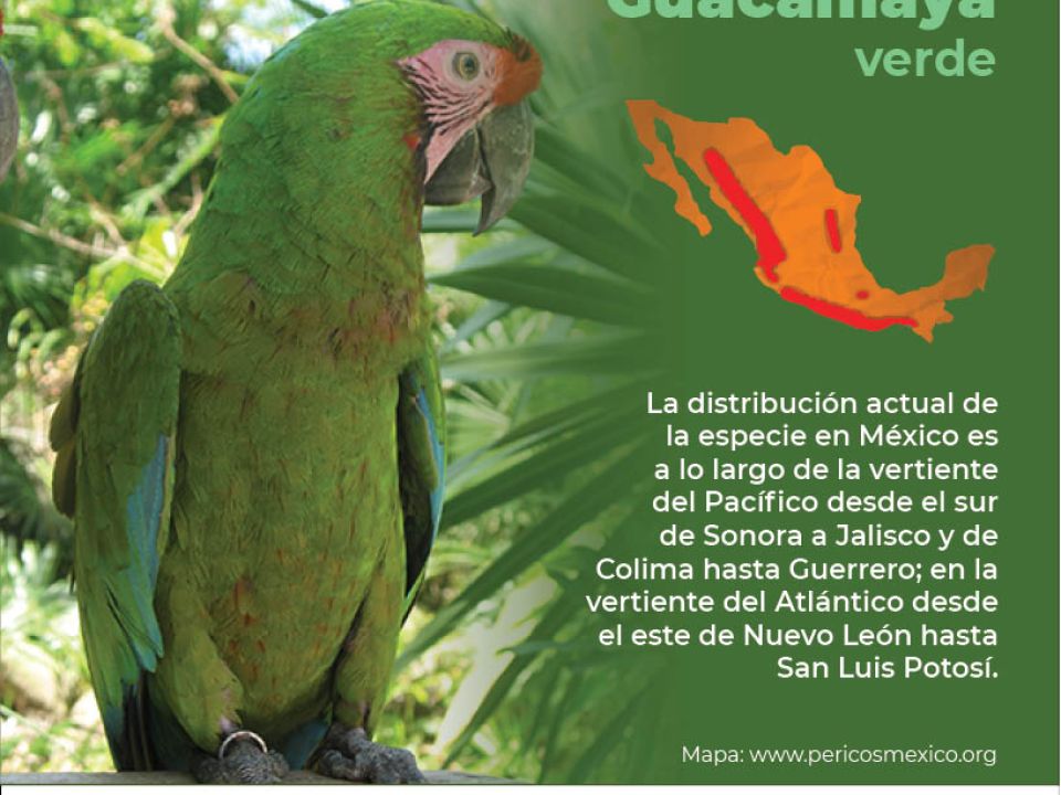 Infografía Guacamaya verde