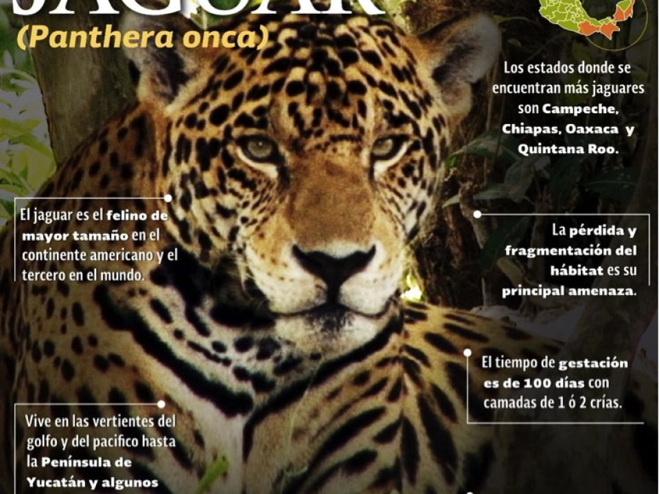 Infografía Jaguar