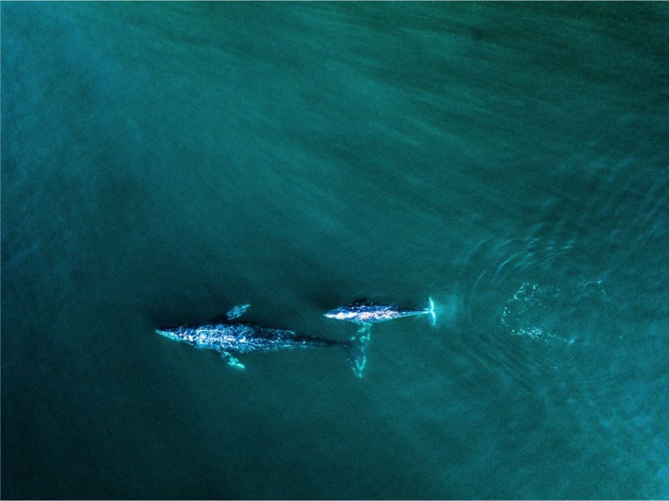 Ballenas, el Vízcaíno