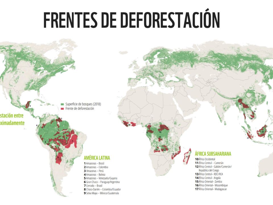 Infografía deforestación