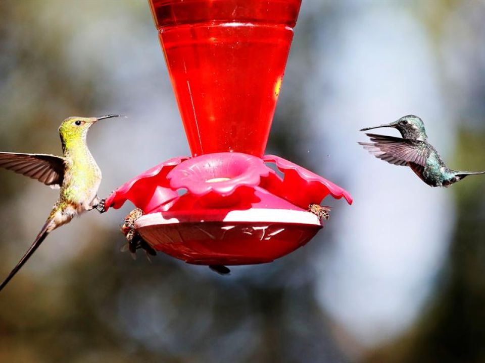 Colibrí 