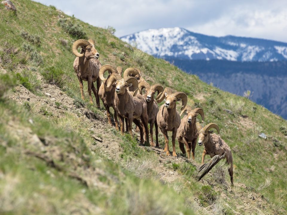 Yellowstone