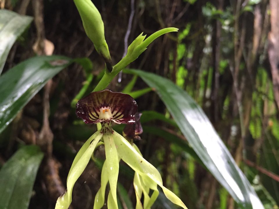 Orquídea Joe Richaud