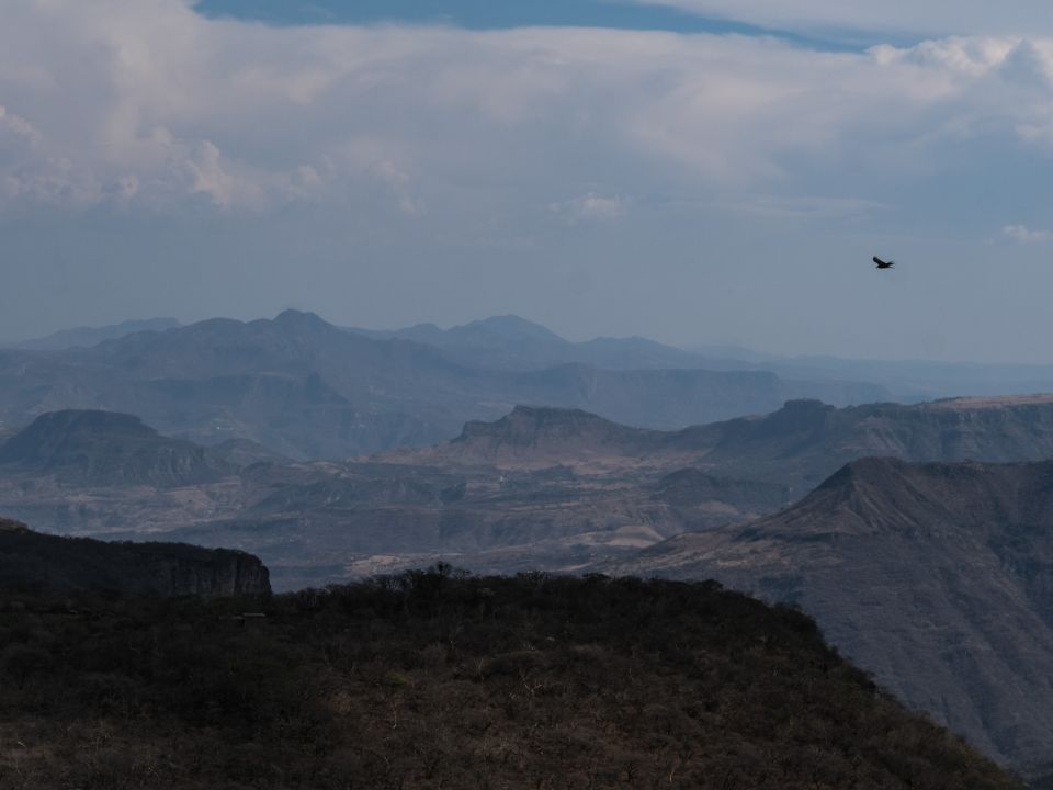 Águila real