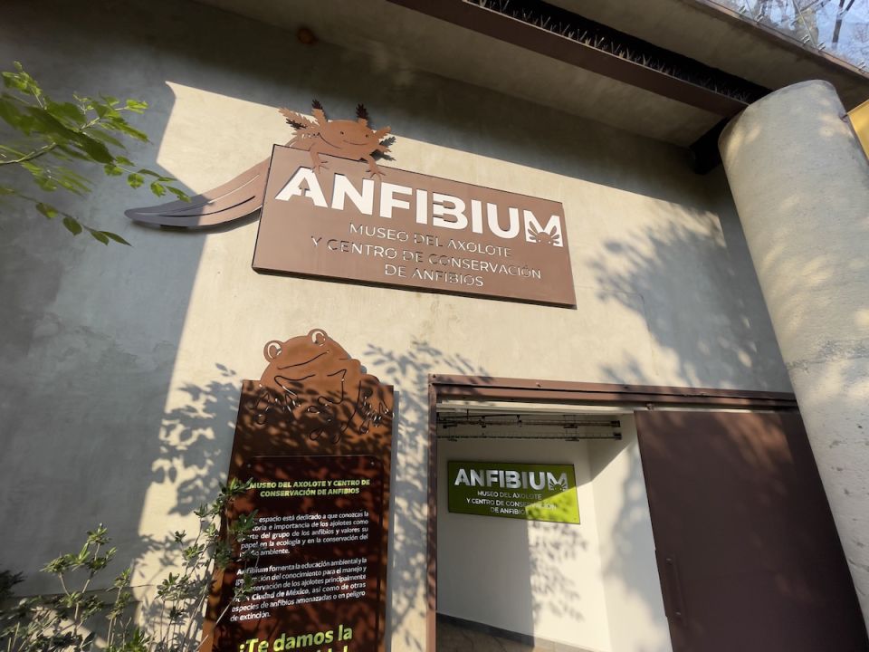 Anfibium