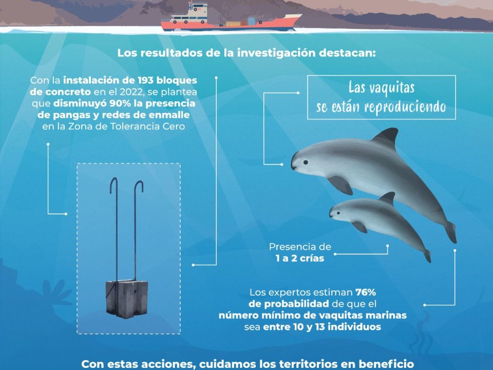 Infografía Vaquita marina