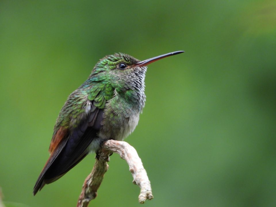 Colibrí