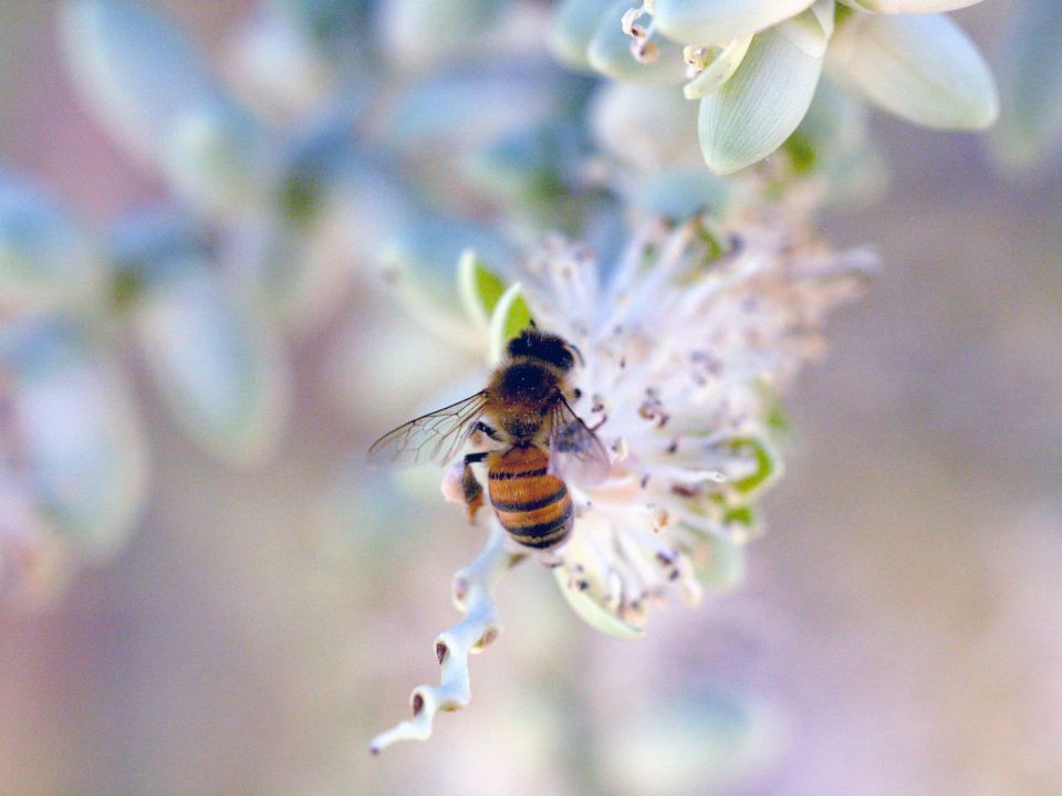 Abeja