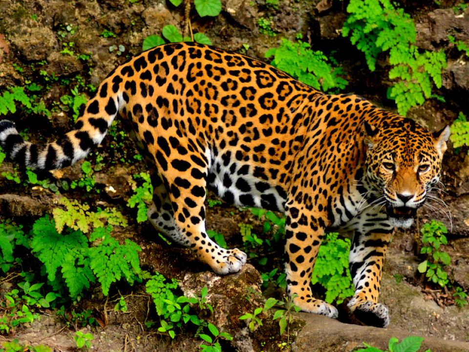 Jaguar