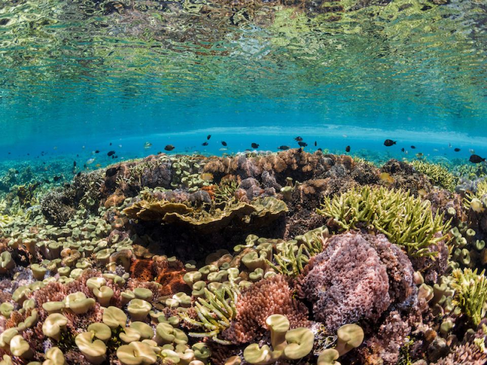 Arrecife de coral