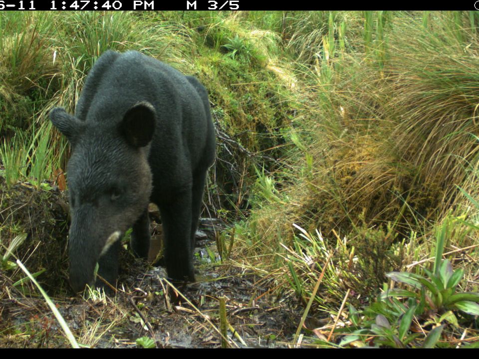 Tapir