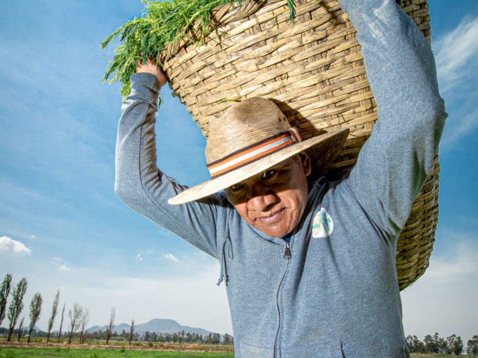 Romeritos