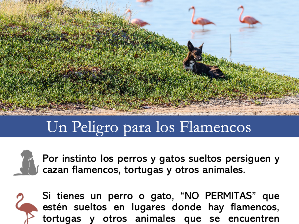 Flamencos