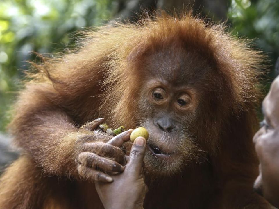 Orangutan