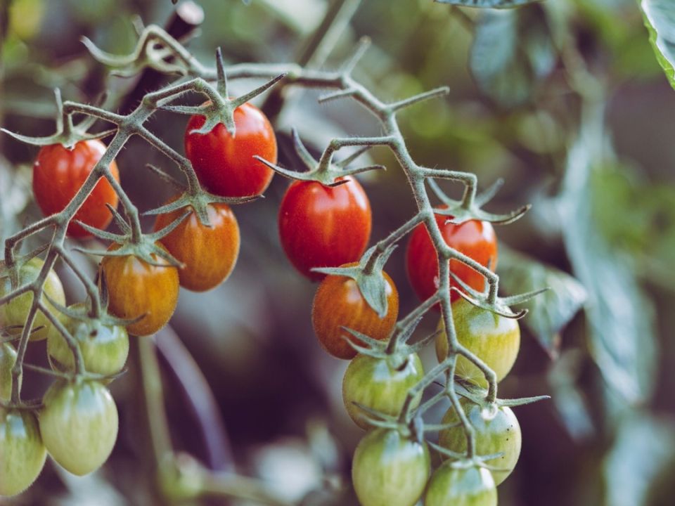 Alimentos sustentables