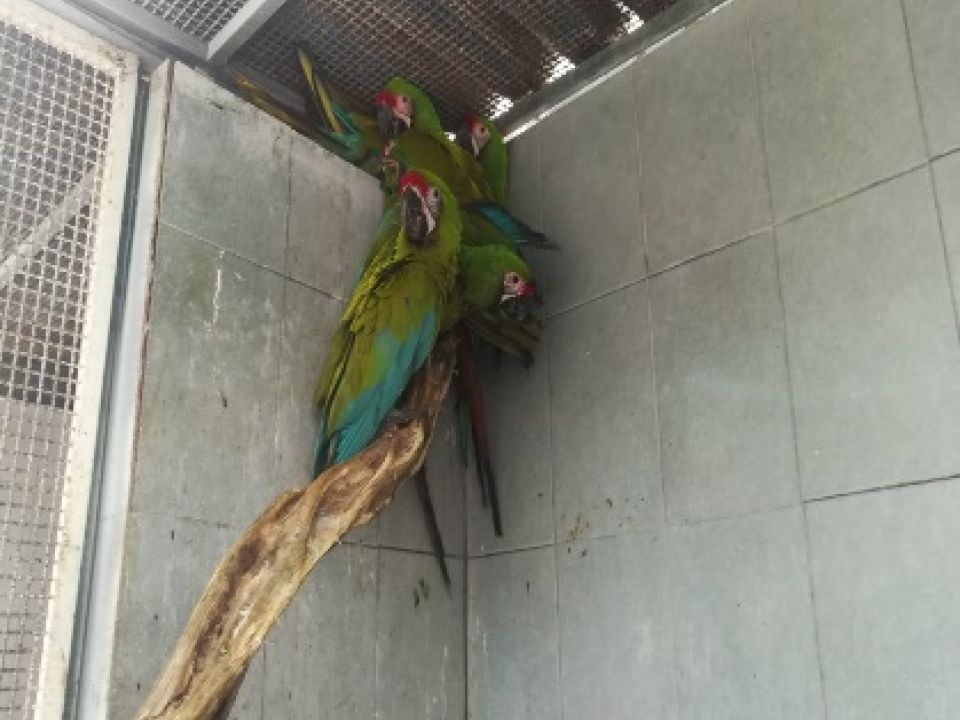 Guacamayas