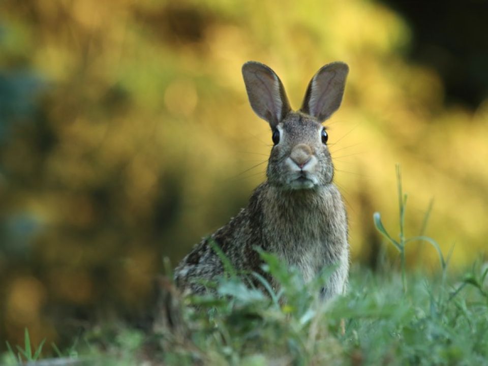 Conejo silvestre