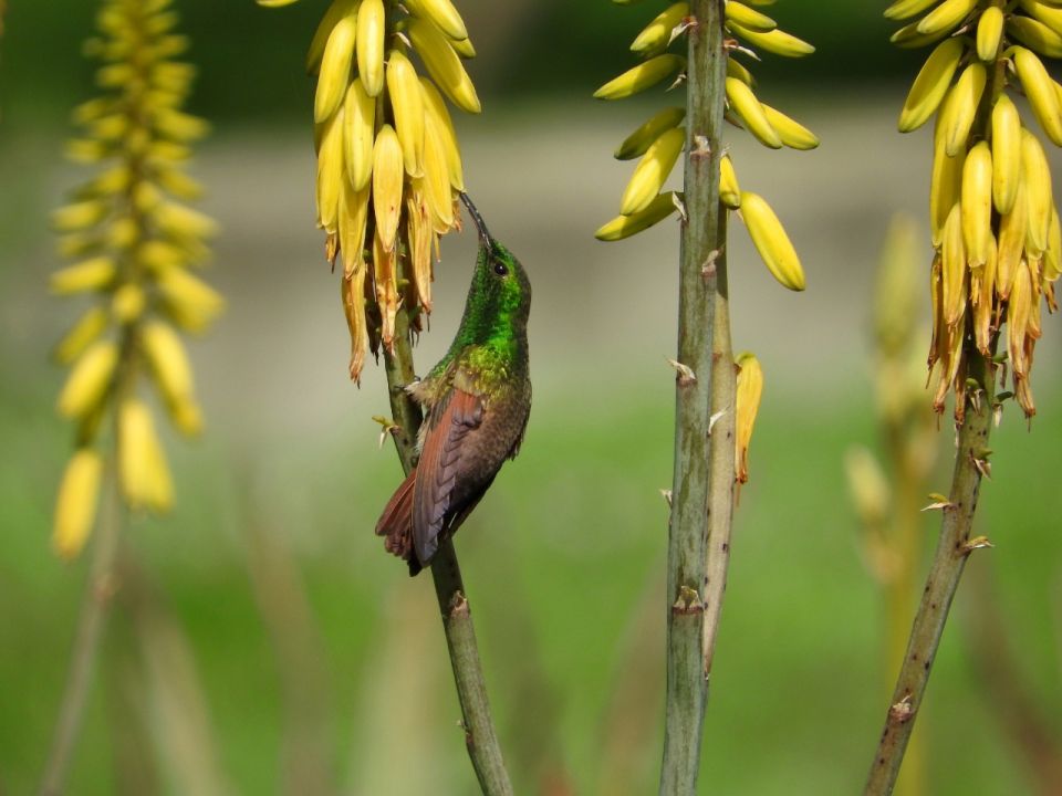 Colibrí