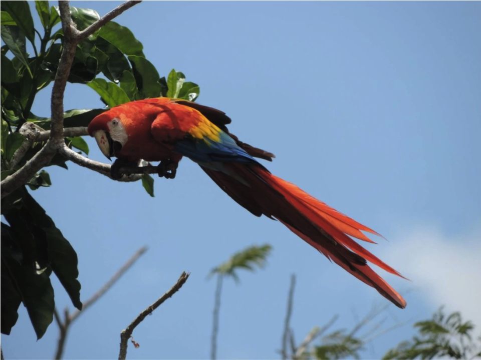 guacamaya roja