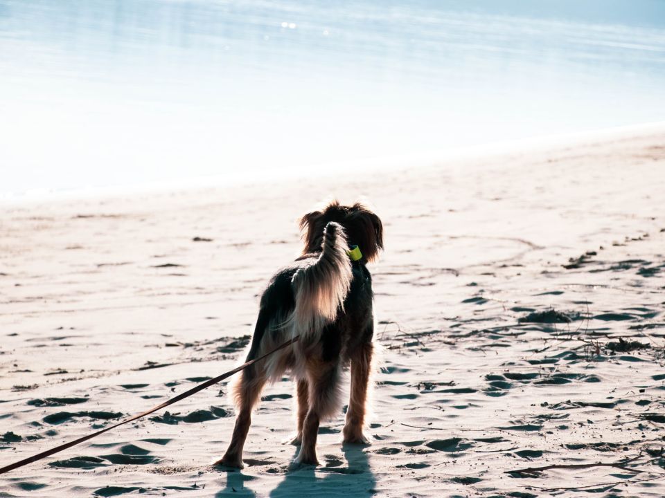 Perro en la playa