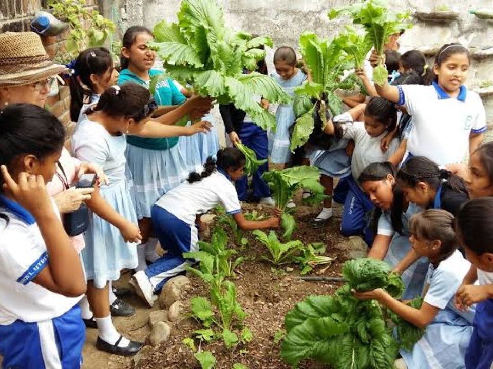 Educación Ambiental, Sus Enfoques E Implicaciones Educativas ...