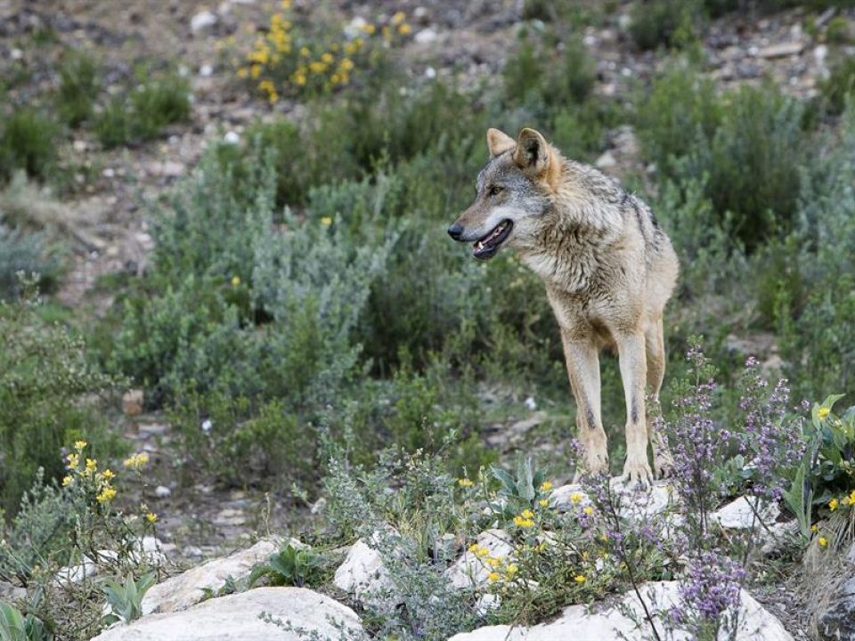 Protección del lobo enfrenta a conservacionistas con ganaderos en España