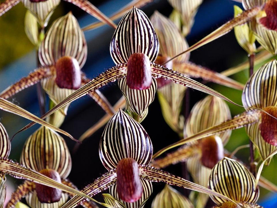 Las orquídeas, esas flores exóticas que se extienden por la mayor parte del  planeta
