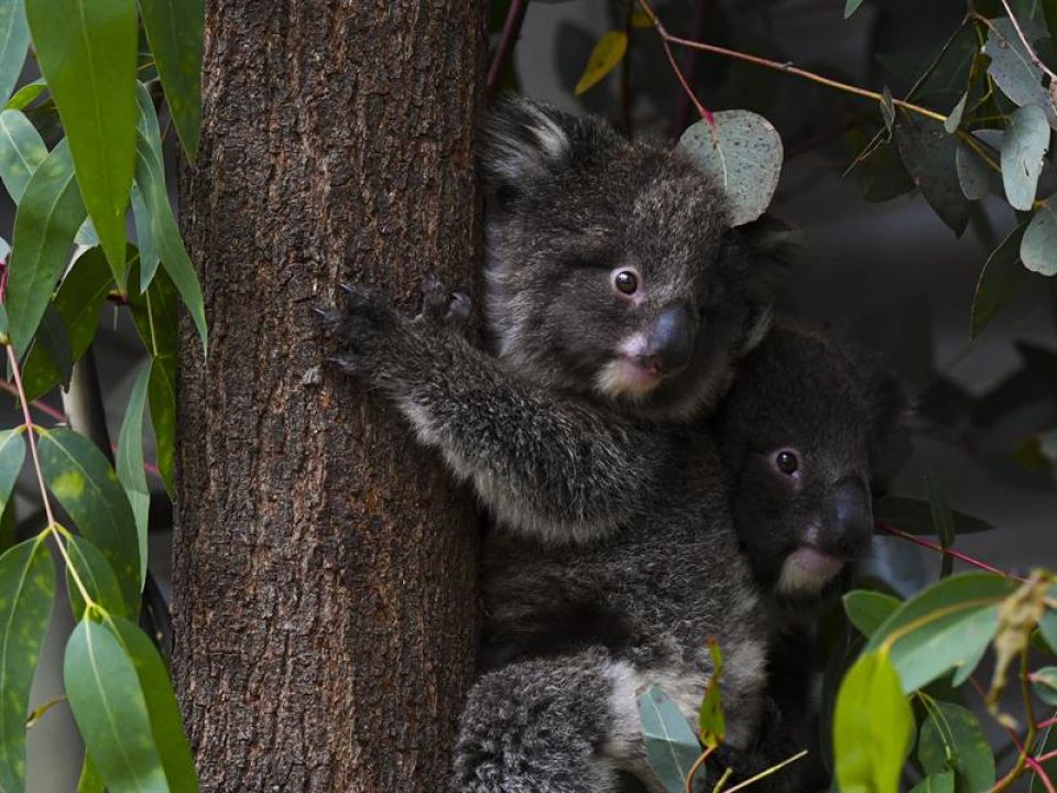 Koalas