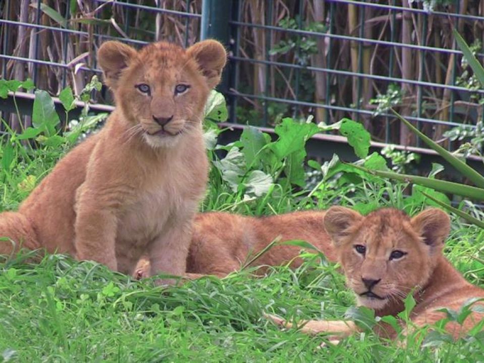 Cinco pequeños leones del Atlas, la nueva atracción del zoo de Rabat