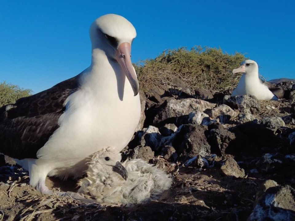 Albatros patas negras