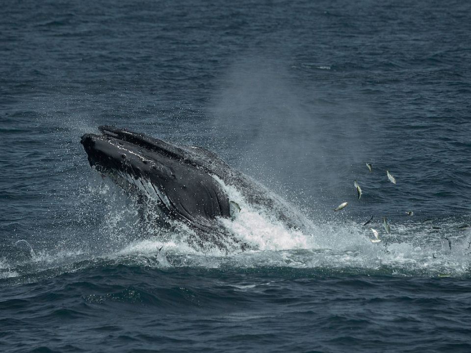 Ballena