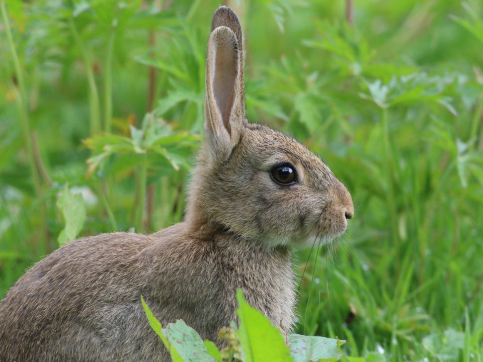 Conejo