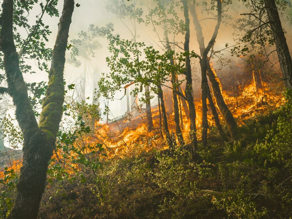 Incendio Forestal 