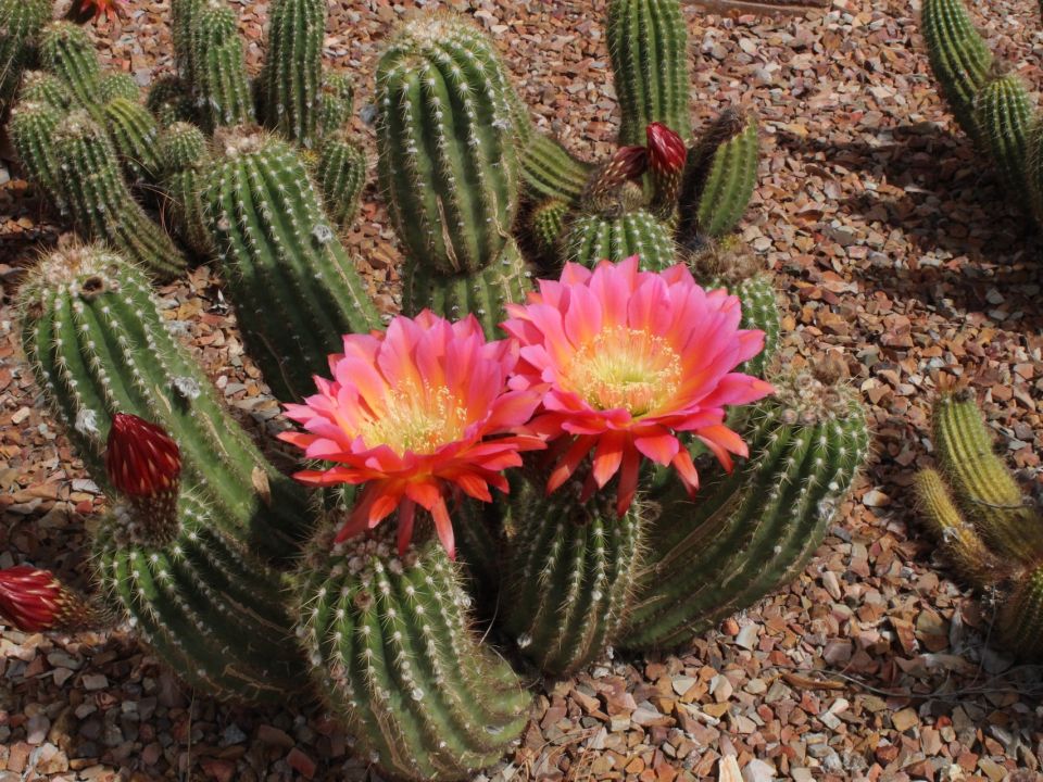 Cactáceas, Plantas De Gran Diversidad En México | PortalAmbiental.com.mx