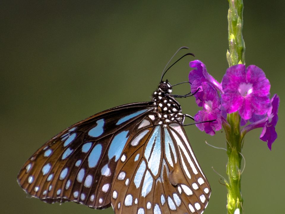 Mariposa