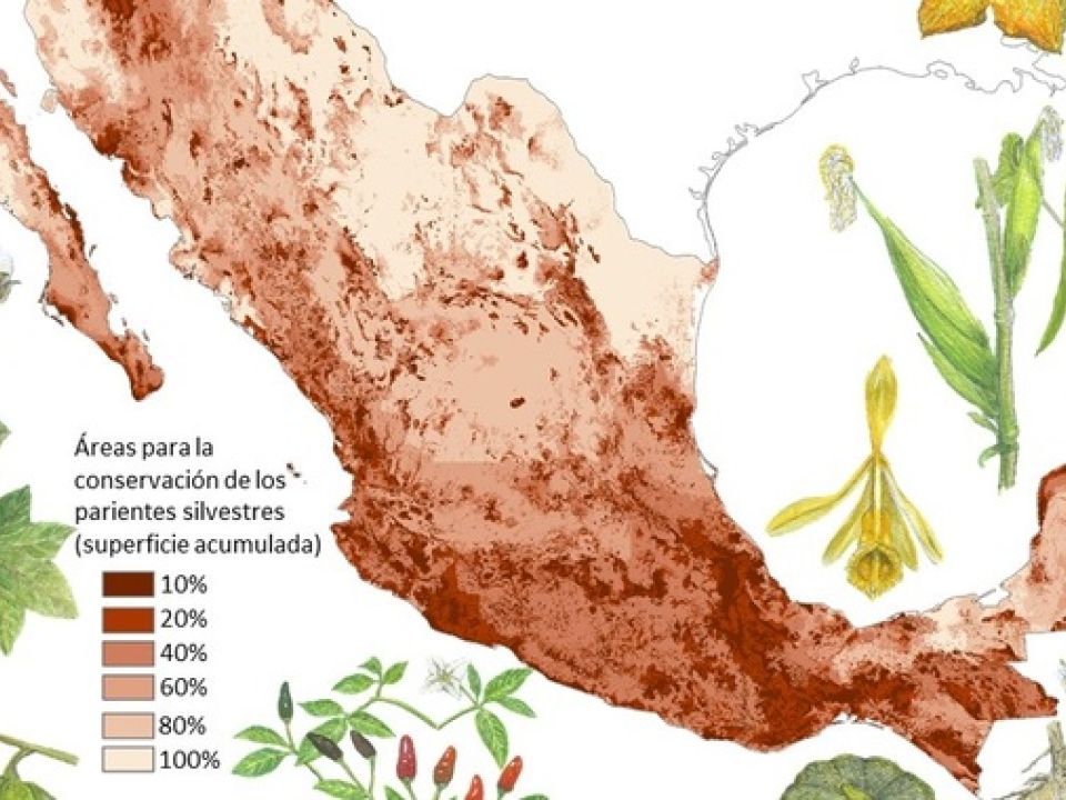 Cultivos en México