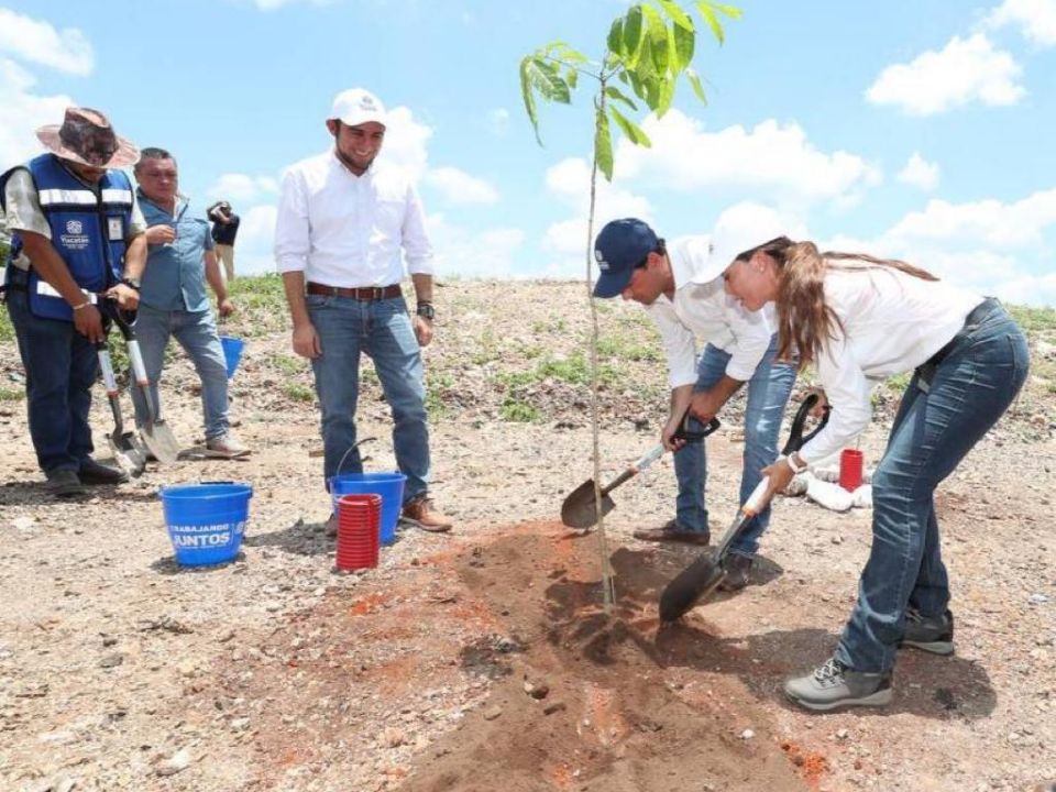 Reforestación